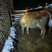 فروشی|حیوانات مزرعه|کدکن, |دیوار