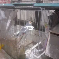 عروس هلندی نر ماوه و تک|پرنده|ابهر, |دیوار