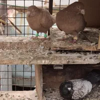 طاوسی درجه یک|پرنده|بندر گناوه, |دیوار
