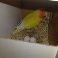 معاوضه فقط با گرینچیک یا فروش نقدی|پرنده|رفسنجان, |دیوار