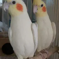 عروس هلندی های لوتینو