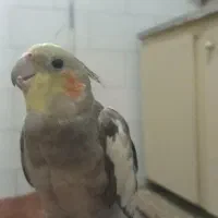 عروس هلندی گمشده