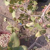 پسته|خوردنی و آشامیدنی|تبریز, |دیوار