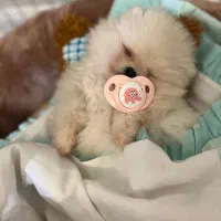 پامرین خرسی