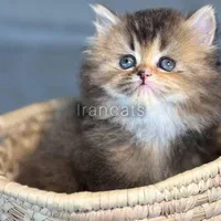 مجموعه بچه گربه های گلد|گربه|رشت, آزادگان|دیوار