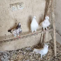 کبوتر نر و ماده|پرنده|رشت, خرسندی|دیوار