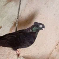 زاغ آبادانی ماده