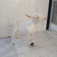 بزغاله نرسانن