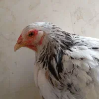 مرغ برهما|حیوانات مزرعه|قم, کلهری|دیوار