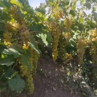نیازمند تعدادی کارگر باغ انگور