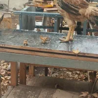 مرغ لاری و محلی