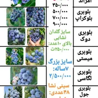 نهال بلوبری و رزبری و بلکبری و بیش از ۳۰ مدل بری|گل و گیاه طبیعی|ساری, |دیوار