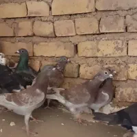 13تا کفتر قلدر