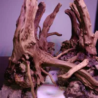 دکور آکواریوم پلنت|ماهی|تهران, سازمان آب|دیوار