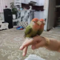 یه جفت طوطی کوتوله سخنگو|پرنده|مشهد, قائم|دیوار