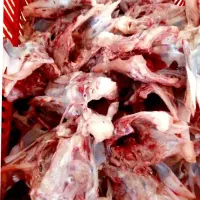 اسکلت مرغ برای حیوانات