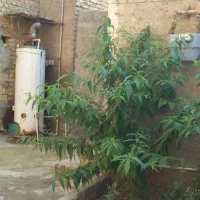 مشارکت در ساخت کاشانی