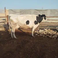 دورس گاوشیری درجه یک فیلم مشخصه چیه