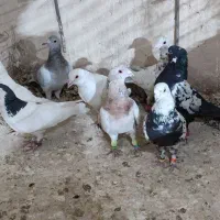 کفتر گرفتنی