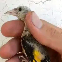 پرنده قفسی|پرنده|همدان, |دیوار