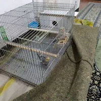 فروش یه جفت عروس ماده دستی نر رام.