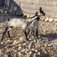 رنگ ناب|حیوانات مزرعه|بندر ماهشهر, |دیوار