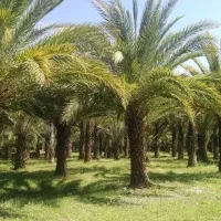 نخل تزیینی اصیل نهالستان سعیدی|خدمات باغبانی و درختکاری|تهران, دکتر هوشیار|دیوار