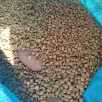 لوبیا آشی امسال