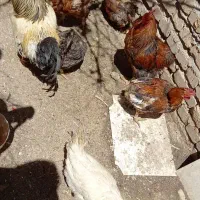 فروش مرغ و خروس