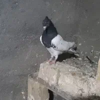 چند تا گرفتنی