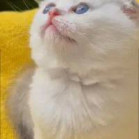 کوچولوهای سیلور پوینت