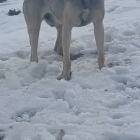 سرابی ۲ ساله