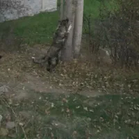 توله ۵ ماهه کمیاب از نژاد تخماق