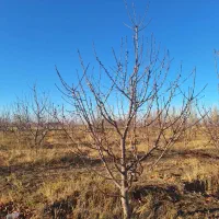 فروش باغ 8 ساله در هیر