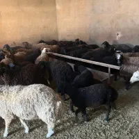 ۵۵راس بره نر و ماده بومی|حیوانات مزرعه|قم, شهرک امام حسین|دیوار