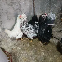 تخم مرغ سبز وبرهما نطفه داروکرک شو وجوجه|حیوانات مزرعه|سیرجان, |دیوار