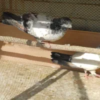 کفتر فروشی|پرنده|قرچک, مهدیه|دیوار