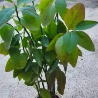 گل وگیاه طبیعی|گل و گیاه طبیعی|چوار, |دیوار