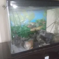 آکواریوم شرکتی با تمام وسایل بفروش میرسد