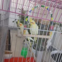 عروس هلندی ماده|پرنده|اهواز, کیانشهر|دیوار