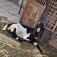 50ملیون هر سه تا|حیوانات مزرعه|سراوان, |دیوار