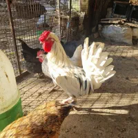 یک عدد خروس گلین جوان وسالم لطفا تماس بگرید بگیر|حیوانات مزرعه|محلات, |دیوار