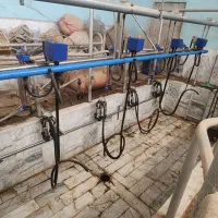 شیردوش ثابت دلاوال