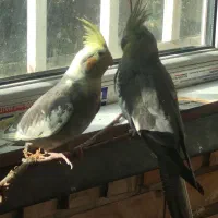 عروس هلندی|پرنده|تهران, شهرک محلاتی|دیوار