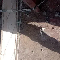 نیازمند  تیمچه جوشکار هستیم|استخدام صنعتی، فنی، مهندسی|یزد, |دیوار