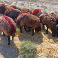 ۲۰ دانه میش جوان و کاور وتقلی افشاری آوستن|حیوانات مزرعه|تایباد, |دیوار