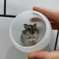 بچه همستر|موش و خرگوش|ساوه, |دیوار