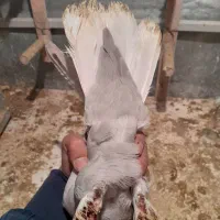 کبوتر آبی دمسفید