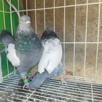 کبوتر سینه سبز نرماده|پرنده|شیراز, عادل آباد|دیوار
