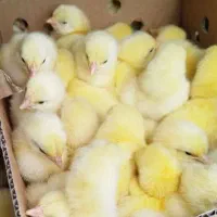 فروش جوجه گوشتی یک روزه